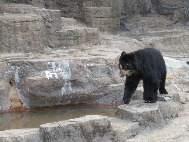 天王寺動物園 ホッキョクグマの赤ちゃんを公開 大阪情報サロン