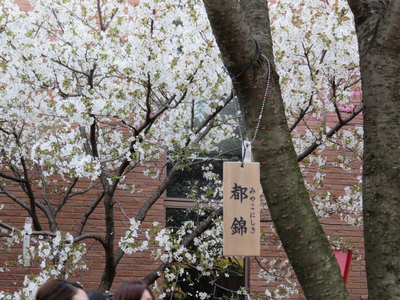 もったいない 役人だけ花見をしては と始まった造幣局の桜の通り抜け 大阪情報サロン