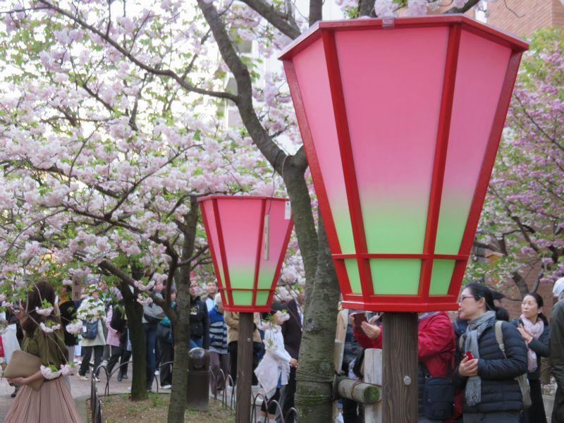 もったいない 役人だけ花見をしては と始まった造幣局の桜の通り抜け 大阪情報サロン